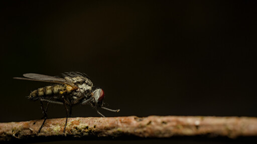 Fly.