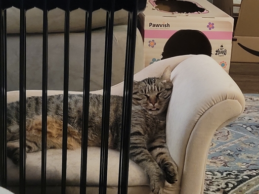 My kitty conked out with her tongue out on a kitty-size chaise lounge in front of a radiator toasting her tummy